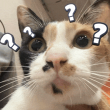 a calico cat with a question mark on its head