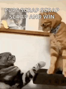 two cats are playing with each other with the caption pups scrap scrap and win