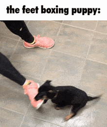Feet Boxing Puppy Our Drawings GIF - Feet Boxing Puppy Our Drawings Beatboxing Puppy GIFs