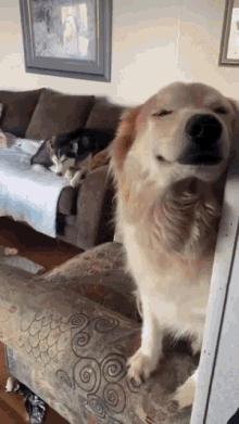 Dogs Mess GIF - Dogs Mess Proud GIFs