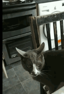 a cat sitting in a chair in front of a washing machine