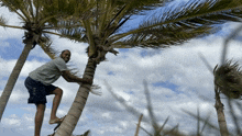 Climbing A Coconut Tree On Vacation GIF - Climbing A Coconut Tree On Vacation Climb Up Tree GIFs