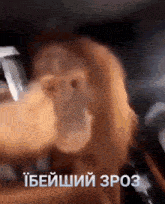 a close up of a monkey with a knife in its mouth and a foreign language written below it