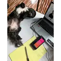 a black and white dog laying on top of a laptop