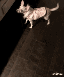 Excited Dance GIF - Excited Dance Cute Dog GIFs