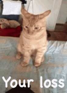 Your Loss GIF - Yourloss Cat GIFs