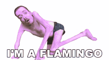 human flamingo