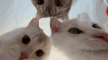 Sucktea Cats GIF - Sucktea Cats Cat GIFs