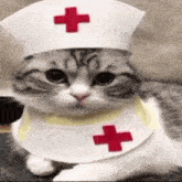 a cat is wearing a nurse hat and a bib .