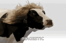 Majestic Cow GIF - Majestic Cow Fabulous GIFs
