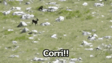 fawn deer run to run