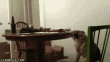 Dog Dancing Dog GIF - Dog Dancing Dog Chair Dog GIFs