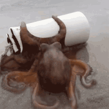 Rolling The Pipe Octonation GIF - Rolling The Pipe Octonation Going Back To The Sea GIFs
