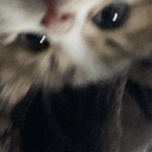 Cat Cute GIF - Cat Cute кот GIFs