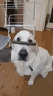 Dog Balance GIF - Dog Balance Steal GIFs