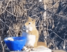 squirrel drinking beer gif