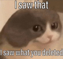 Cat I Saw That GIF - Cat I Saw That I Saw What You Deleted GIFs
