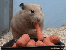 Hungry GIF - Hungry Carrot Starving GIFs