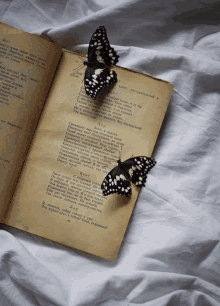 Butterfly Book GIF - Butterfly Book GIFs