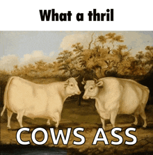 What A Thrill Cows GIF - What A Thrill Cows Dancing Cows GIFs