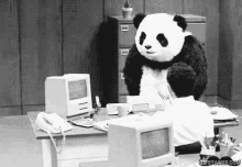 Panda Angry GIF - Panda Angry GIFs