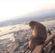a monkey sitting on a railing overlooking a city .