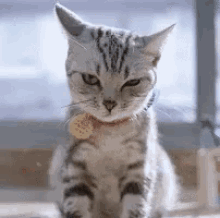 妈卖批，mmp，生气，猫咪 GIF - Wtf Angry Cat GIFs