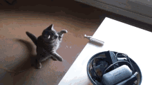 a cat is standing on its hind legs in front of a bowl of chargers