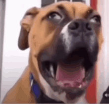 Doggo Yawning GIF