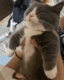 Cat Nap GIF - Cat Nap Reject GIFs