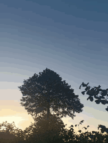 Ağaç Gün Batımı GIF - Ağaç Gün Batımı GIFs