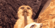 Meerkat Falling GIF - Meerkat Falling Asleep GIFs