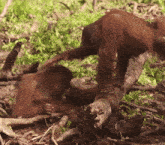 two orangutans are playing with each other on a tree trunk