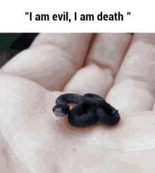 snake small snake evil