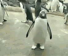 Penguin This Is My Jam GIF - Penguin This Is My Jam My Jam GIFs