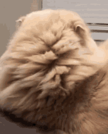 What Cat GIF - What Cat Love GIFs