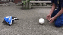 Footie Penguin GIF - Footie Penguin Soccer GIFs