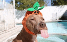 a dog wearing a pumpkin hat is sticking its tongue out while sitting in a pool .