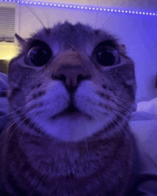 a close up of a cat 's face with a purple light behind it