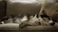 Dog Waddle GIF - Dog Waddle Sofa GIFs