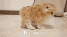 a kitten is walking on the floor with the words hi yuri < 3 below it .