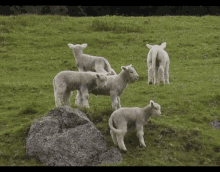 Sheep GIF