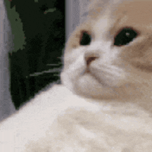 a close up of a cat 's face with a blurred background .