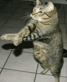 a cat is standing on its hind legs and looking at the camera