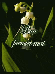 a picture of lily of the valley with the words premier mai on the bottom