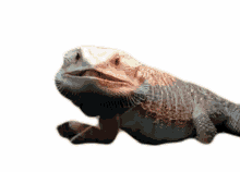 prey iguana