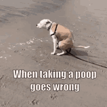 Dog Pooping GIF - Dog Pooping GIFs