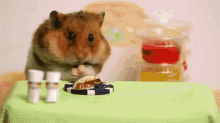 Tiny Hamster Eating Tiny Hot Dog GIF - Hamster Hamster Eating Hamster Eating Hot Dog GIFs