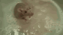 Rat Bath GIF - Rat Bath Water GIFs