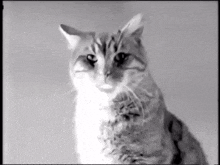 Awesome Toss 'Ems Cat GIF - Awesome Toss 'Ems Cat Talking GIFs